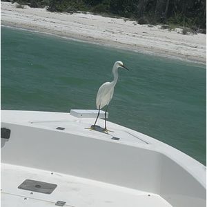 Meet your Posher, Kylie